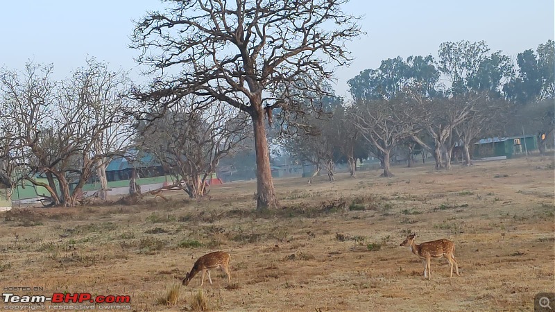 Bandipur, here I come again | This time with a twist & adventure-deer-hanging.jpg