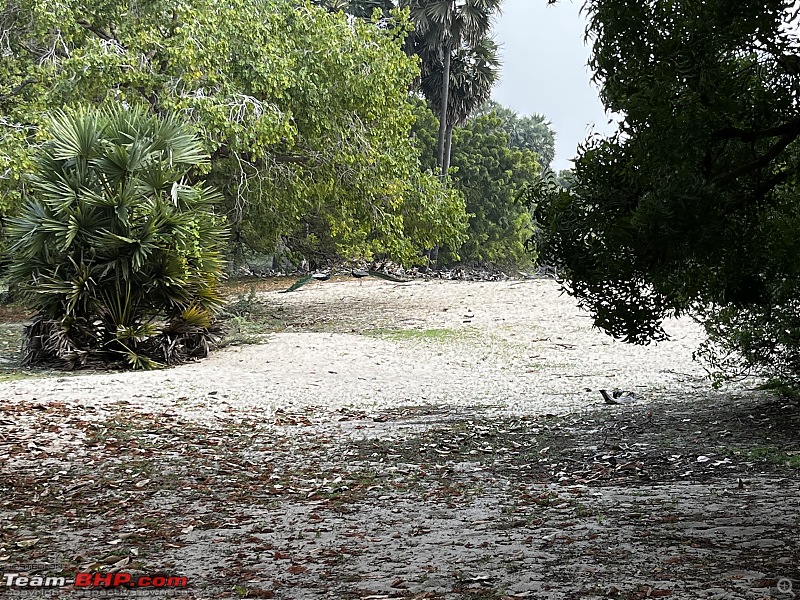 Towards the southern tip of the Indian mainland | My Tamil Nadu road trip-3d3065e14b7645a1b0616ca4ec101c51.jpeg