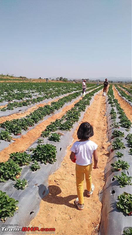 Strawberry Picking near Bangalore | Wholesome Farms, Chikkaballapur-img_20230129_122842_hdr.jpg