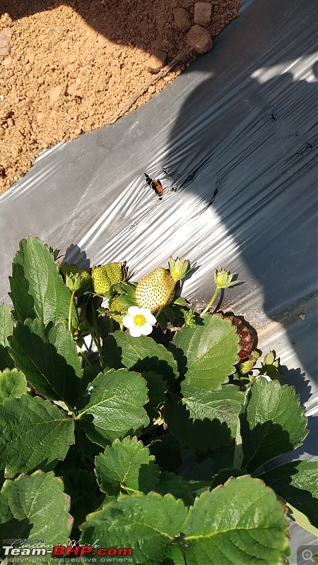 Strawberry Picking near Bangalore | Wholesome Farms, Chikkaballapur-img_20230129_123023_hdr.jpg