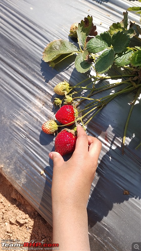 Strawberry Picking near Bangalore | Wholesome Farms, Chikkaballapur-img_20230129_123243_hdr.jpg