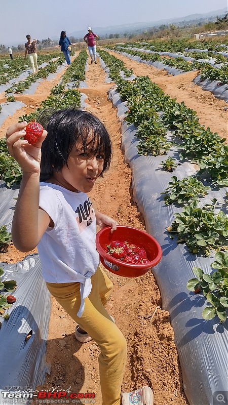 Strawberry Picking near Bangalore | Wholesome Farms, Chikkaballapur-img_20230129_123439_hdr.jpg