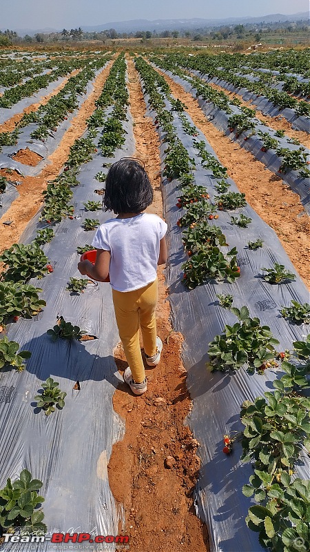 Strawberry Picking near Bangalore | Wholesome Farms, Chikkaballapur-img_20230129_123634_hdr.jpg