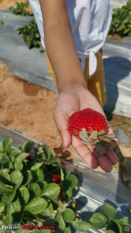 Strawberry Picking near Bangalore | Wholesome Farms, Chikkaballapur-img_20230129_123924_hdr.jpg