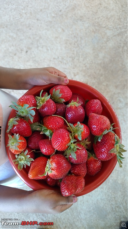 Strawberry Picking near Bangalore | Wholesome Farms, Chikkaballapur-img_20230129_124730_hdr.jpg