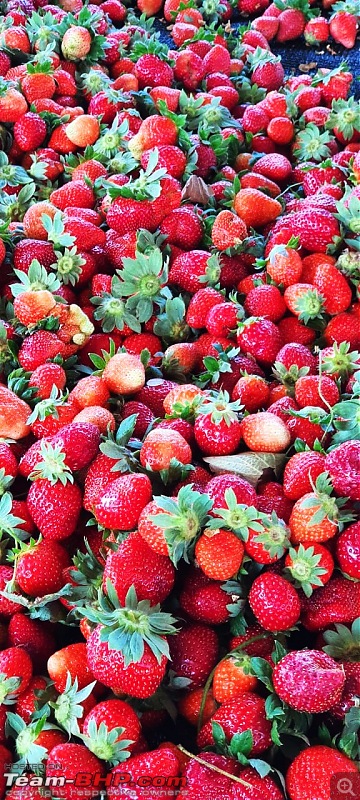 Strawberry Picking near Bangalore | Wholesome Farms, Chikkaballapur-whatsapp-image-20230130-22.20.08.jpeg