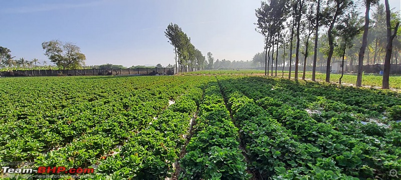 Strawberry Picking near Bangalore | Wholesome Farms, Chikkaballapur-whatsapp-image-20230130-22.20.31.jpeg