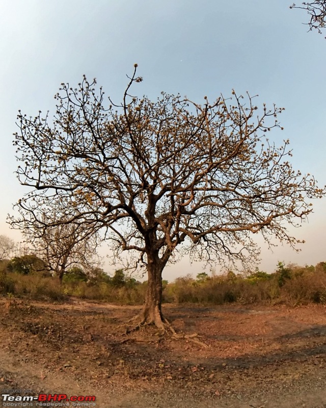 To the Spring time Wonderland of Garh Panchkot, Baranti and Maithon in an Innova Crysta-10.-mahua-gach.jpg