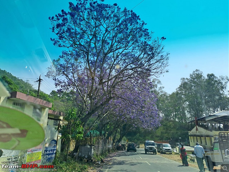 My Maiden Hill Drive | Kodaikanal - Princess of Hill Stations-goingdown_jacaranda2.jpg