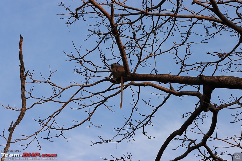 Calcutta to Corbett - In search of a Tiger-a90a8026fad44bca978220a1fc05f064.jpeg