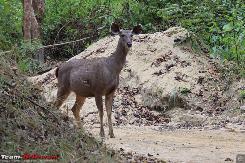 Calcutta to Corbett - In search of a Tiger-60ef5e7f9bb74f5999e72d68bd37acef.jpeg