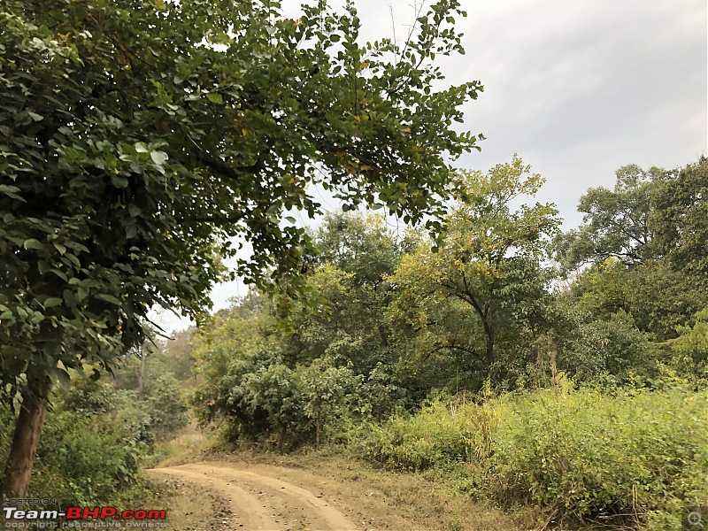 Calcutta to Corbett - In search of a Tiger-7f41f15dd2a34f8a93023a5dd05ecb80.jpeg
