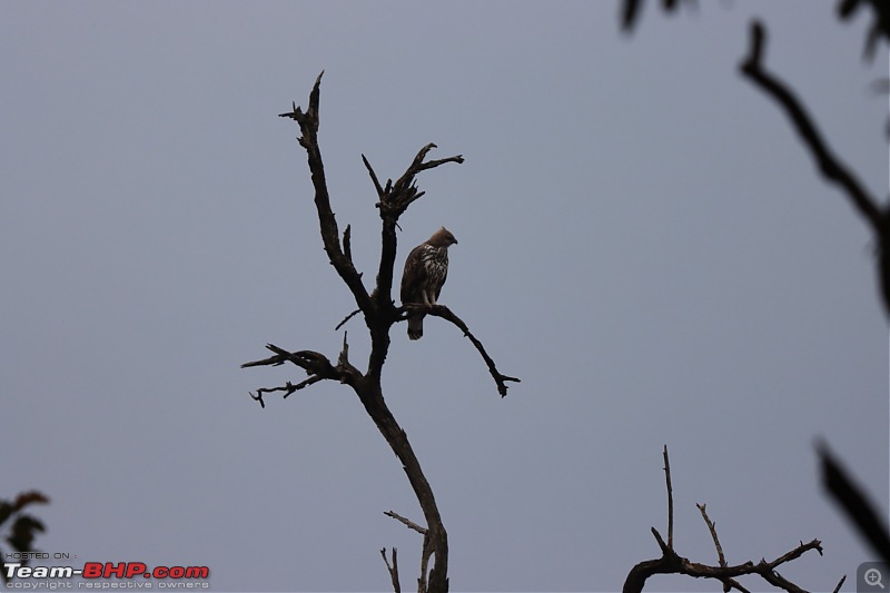 Calcutta to Corbett - In search of a Tiger-0c64a85466624c46b04a8ff3d8cdb4fd.jpeg