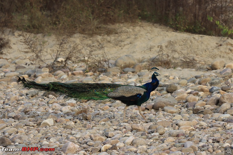 Calcutta to Corbett - In search of a Tiger-0d0100c7e59246e68db00d07a59a0bea.jpeg