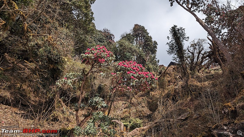 Trek Report: My solo trekking adventure to Mardi Himal in Nepal-day35.jpg