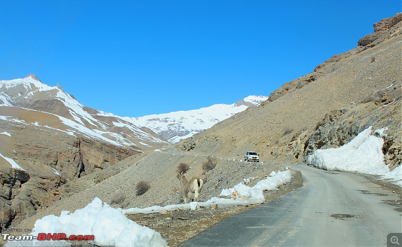 A Jeep Compass takes 2 regular dudes to Winter Spiti - Who needs expedition companies?-img_5308.jpg