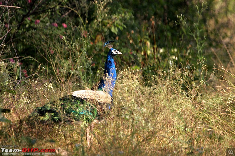 Our shortest trip into Srisailam forest, ever.-ss11.jpg