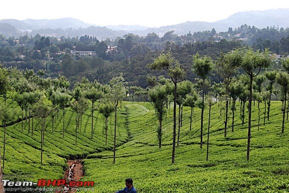 Jungle Lodges, Bandipur - Coonoor-tea-garden.jpg