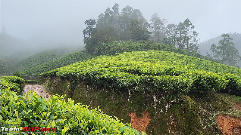 A trip to Munnar in my BMW 630d-teacompressed.png