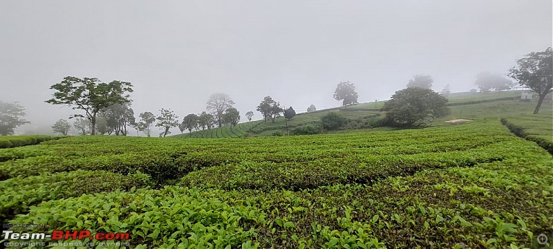 Valparai Story - A farmstay in a tea estate, Nallamudi viewpoint, Sholayar Dam, Thalanar Snow point-8b.jpeg
