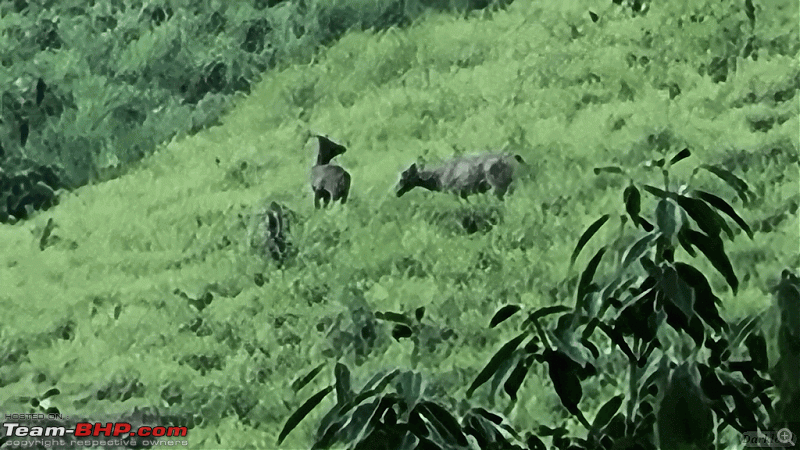 Gavi via Konni - Tata Safari goes on an expedition-konnigavi_00172.gif