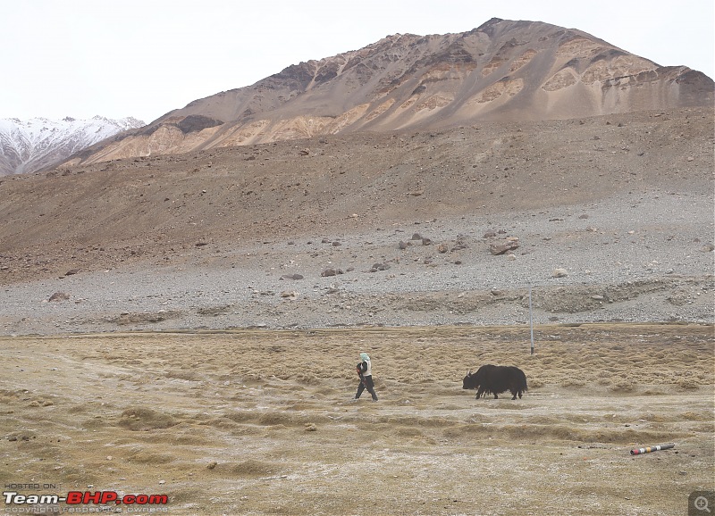 Riding shotgun in Ladakh | Ruminations & observations | Not another travelogue!-4.-yak-farming.jpg