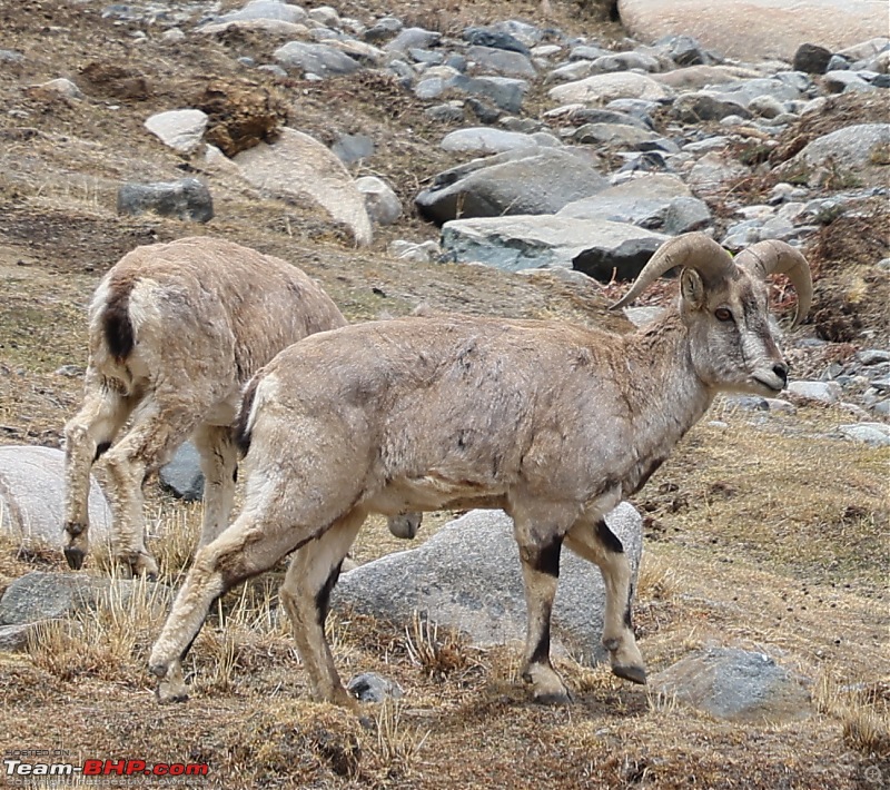 Riding shotgun in Ladakh | Ruminations & observations | Not another travelogue!-ibix.jpg