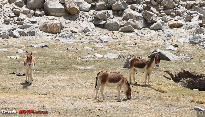 Riding shotgun in Ladakh | Ruminations & observations | Not another travelogue!-ladhakiwildass.jpg