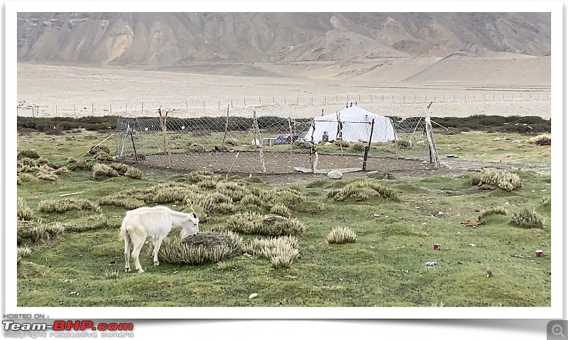 Lost in Ladakh | Change on the horizon in Changthang-lone-pashmina.jpg