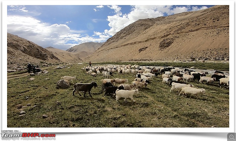Lost in Ladakh | Change on the horizon in Changthang-herd.jpg
