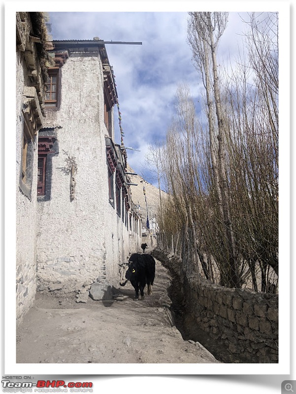 Lost in Ladakh | Change on the horizon in Changthang-rumbak.jpg