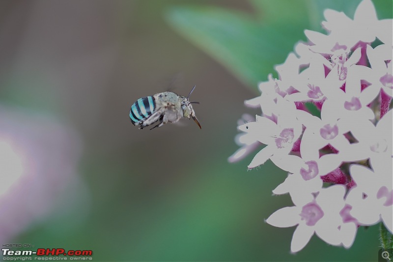 A Weekend Getaway to Valparai - A Photologue-blue-banded-bee-1.jpg