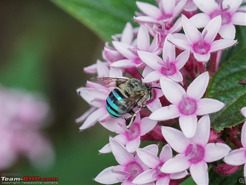 A Weekend Getaway to Valparai - A Photologue-blue-banded-bee-2.jpg