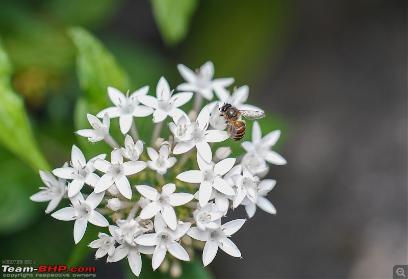 A Weekend Getaway to Valparai - A Photologue-honey-bee-2.jpg