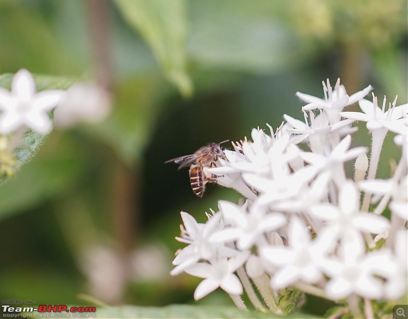 A Weekend Getaway to Valparai - A Photologue-honey-bee-3.jpg