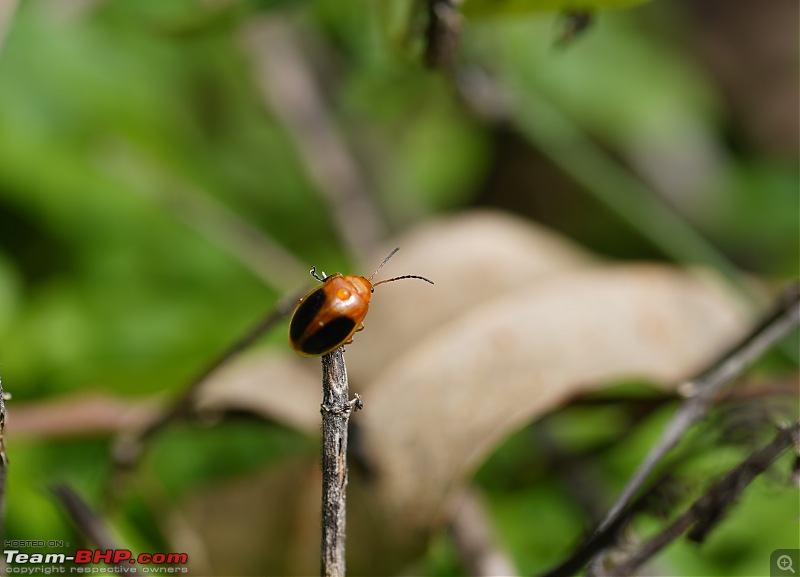 A Weekend Getaway to Valparai - A Photologue-leaf-beetle-1.jpg