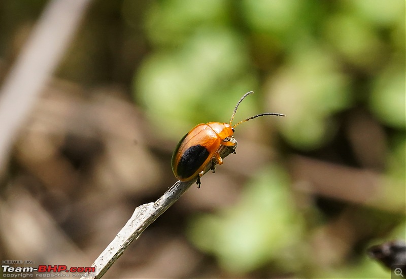 A Weekend Getaway to Valparai - A Photologue-leaf-beetle-2.jpg