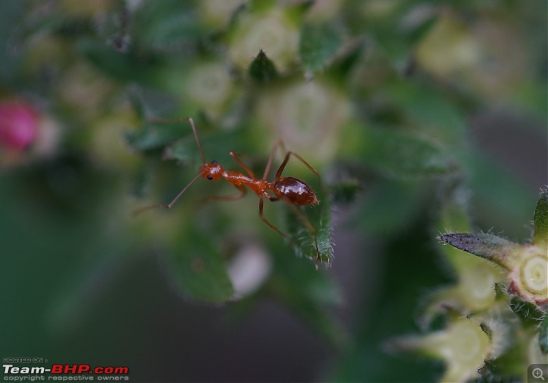 A Weekend Getaway to Valparai - A Photologue-red-ant.jpg