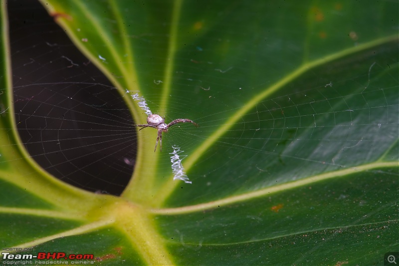 A Weekend Getaway to Valparai - A Photologue-spider-1.jpg