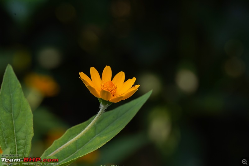 A Weekend Getaway to Valparai - A Photologue-flowers-2.jpg