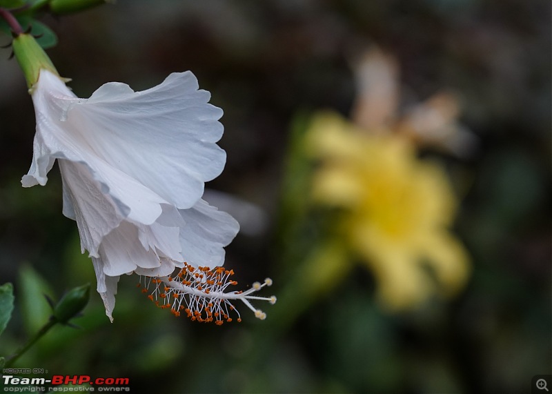 A Weekend Getaway to Valparai - A Photologue-flowers-6.jpg