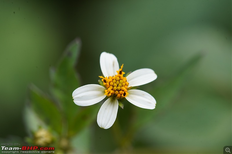 A Weekend Getaway to Valparai - A Photologue-flowers-8.jpg