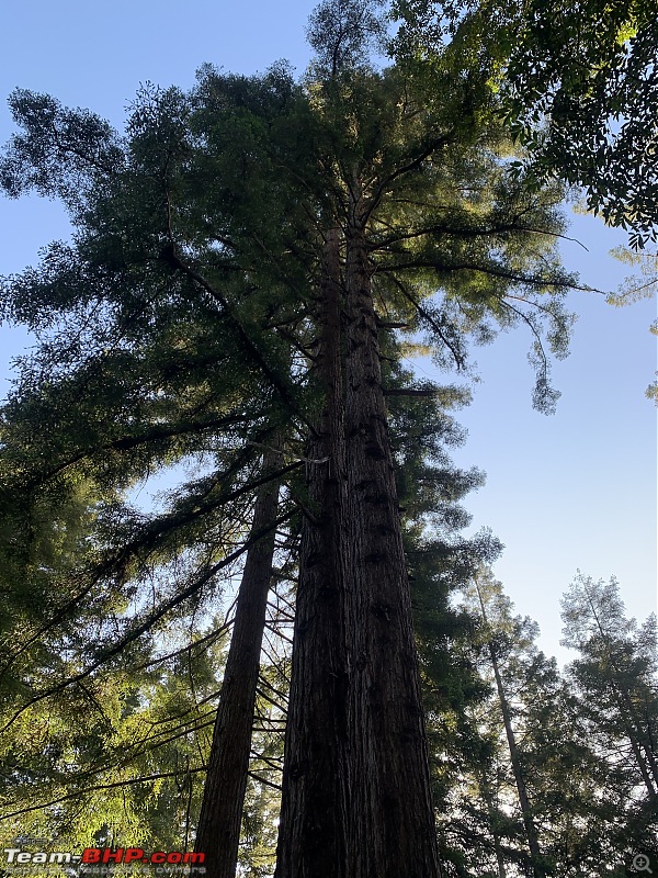 Short drive through the California Bay Area-redwoods-up-close.jpg