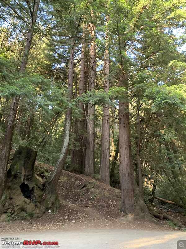 Short drive through the California Bay Area-tall-trees.jpg