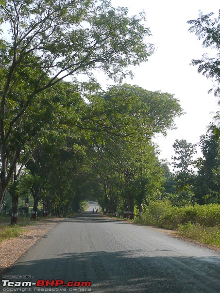 Haiku From The Dangs (The Forest Belt Of Gujarat)-shade_tree.jpg