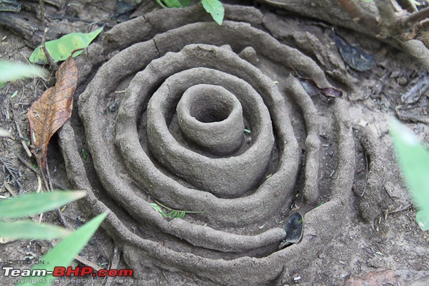 Haiku From The Dangs (The Forest Belt Of Gujarat)-spiral_home.jpg