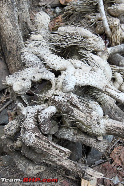 Haiku From The Dangs (The Forest Belt Of Gujarat)-gnarled_roots.jpg