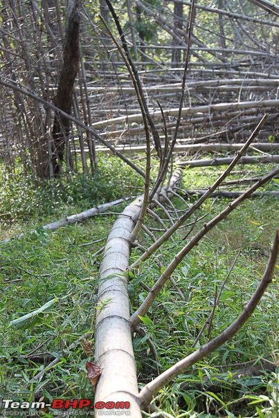 Haiku From The Dangs (The Forest Belt Of Gujarat)-bamboo_spiral.jpg