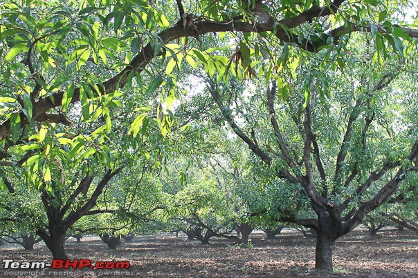 Haiku From The Dangs (The Forest Belt Of Gujarat)-mango_mania.jpg