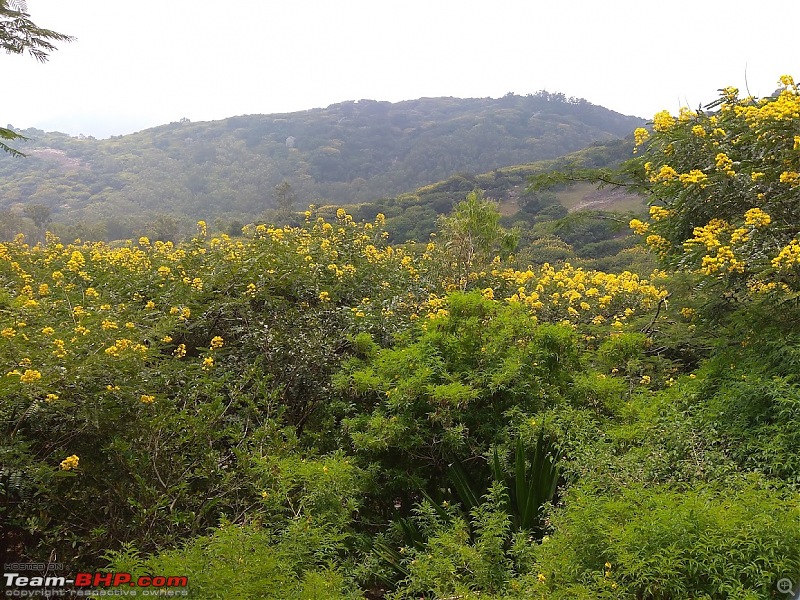 A long-weekend drive to Horsley Hills and Bangalore in a Superb-greenery.jpg